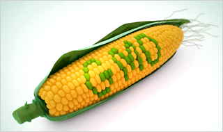 GMO 검사