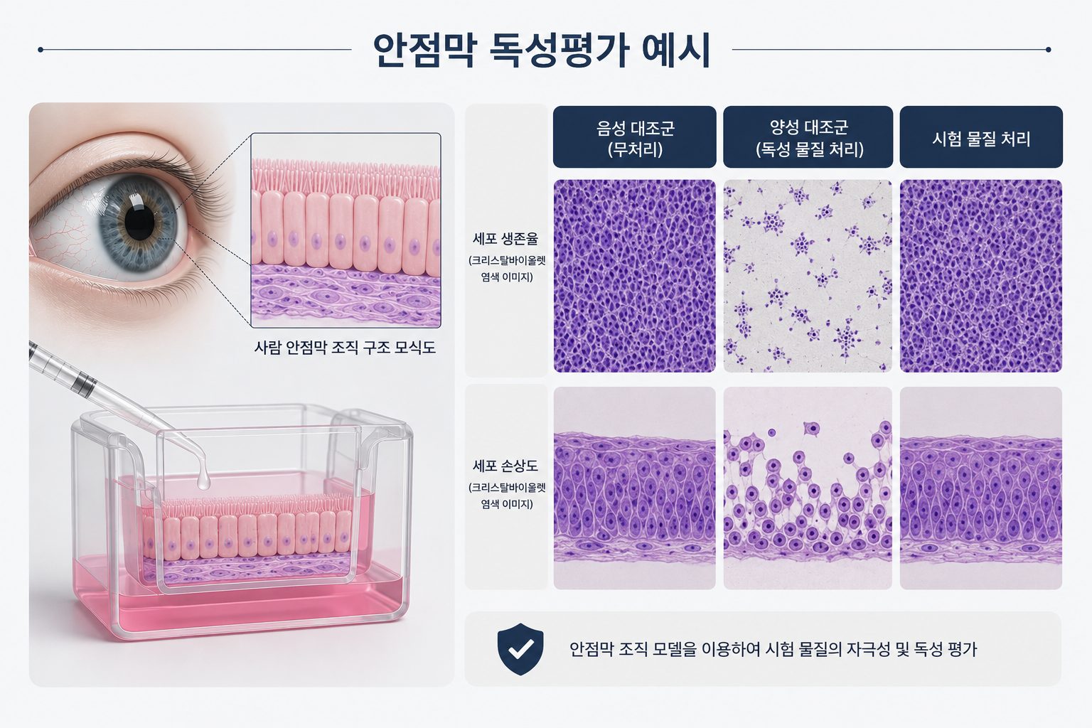 안점막 독성평가