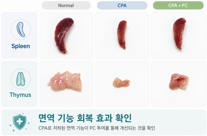 면역 활성 효능 평가